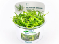 Preview: Zwergschwertpflanze - Helanthium tenellum ´Broad leaf´ in vitro